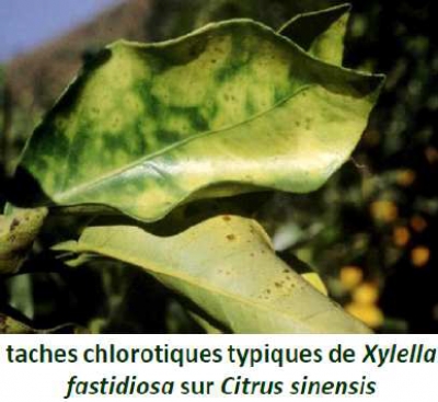 Alerte à la bactérie xylella fastidiosa