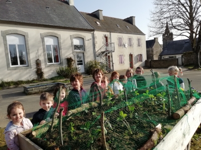 Lundi 21 mars, les élèves de PS-MS ont planté des fraisiers, des salades et des pensées.