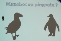 Pingouin ou manchot ?